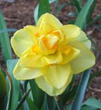yellow and orange daffodil.jpg